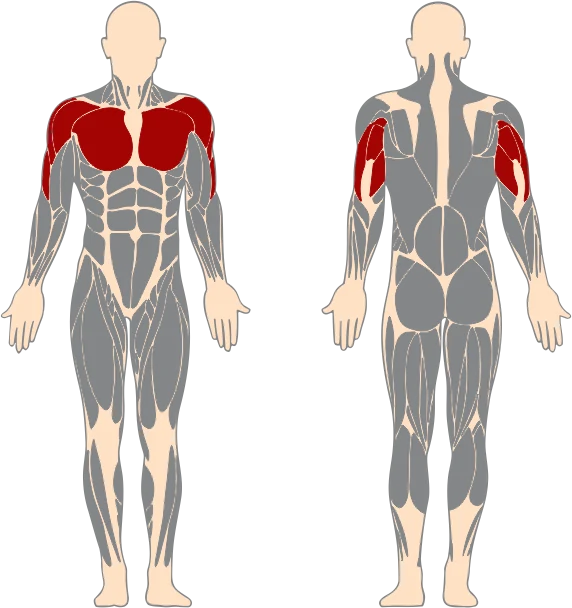 Muscles sollicités du vGYM Machine à triceps : Triceps, Pectoraux (marqués en rouge)