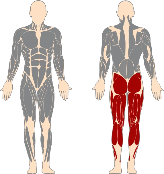 Muscles sollicités du vGYM Leg curl : Ischio-jambiers, Fessiers, Mollets (marqués en rouge)