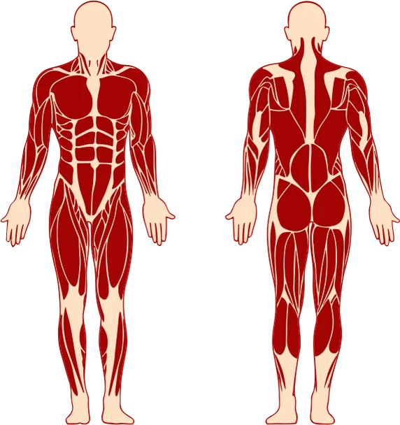 Muscles sollicités du vGYM Barre longue de fitness : Abdominaux, Obliques, Dos, Cuisses, Fessiers, Hanches, Mollets, Épaules, Pectoraux, Biceps, Triceps, Avant-bras (marqués en rouge)